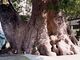 小川阿蘇神社の大樟の写真3