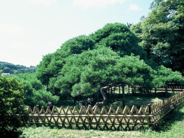 関根の松の写真1
