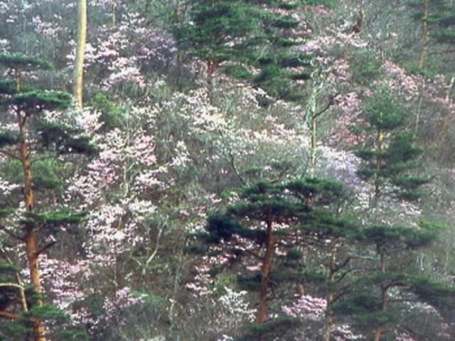 アカヤシオの写真1