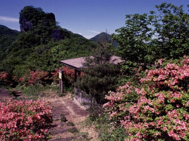 榛名のレンゲツツジの写真1