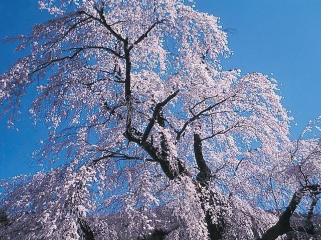 中正寺のしだれ桜