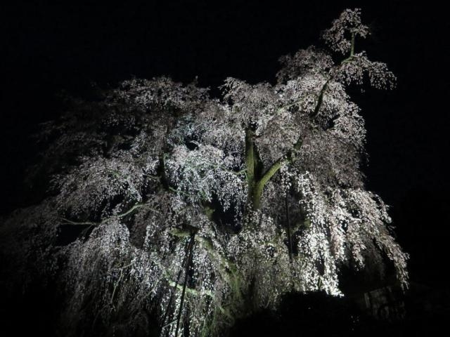 ライトアップ_中正寺のしだれ桜