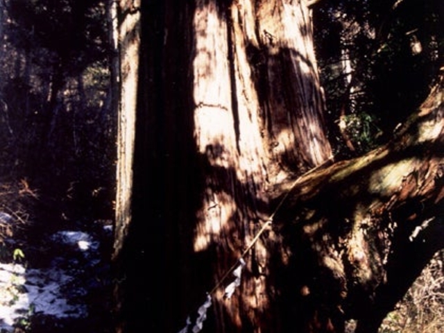 鳴尾の熊野神社大杉の写真1