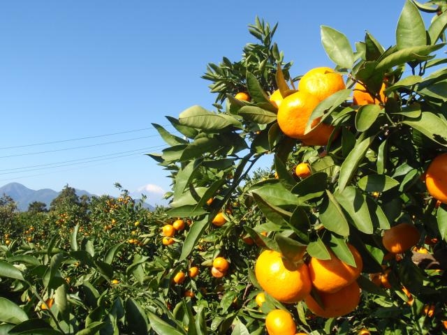 松田町のみかん狩りの写真1