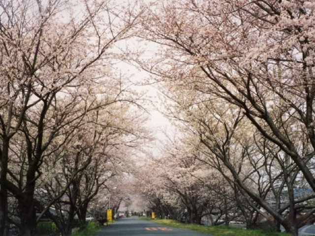 河原町の桜の写真1