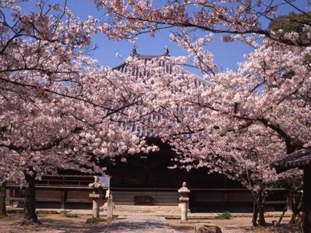教信寺の桜