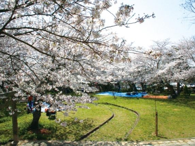 丸山公園の桜の写真1