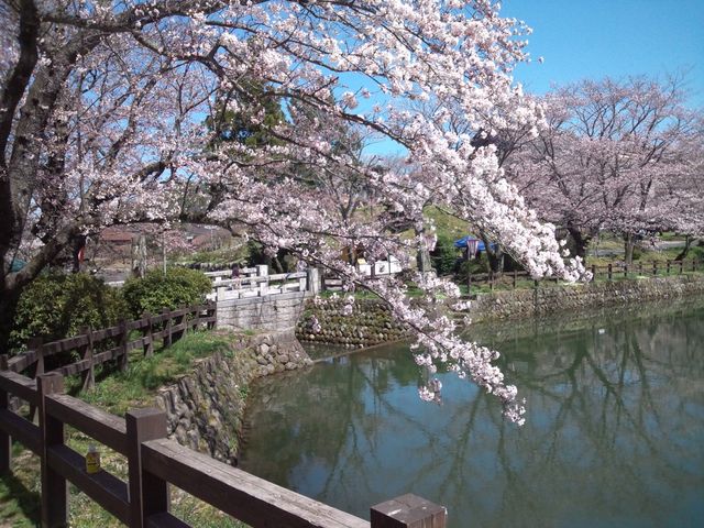 鹿野城跡の桜_鹿野城跡の桜