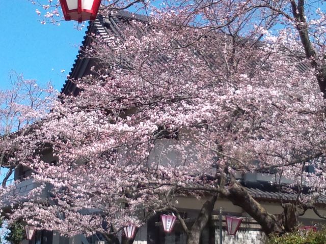 鹿野城跡の桜