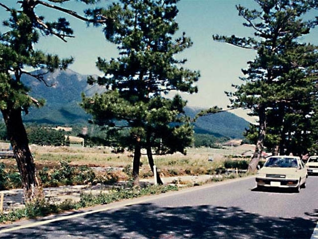 上長田畝の松並木の写真1