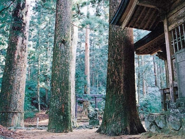 横倉山の大杉群の写真1