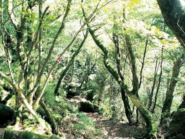 古処山のツゲ原始林の写真1
