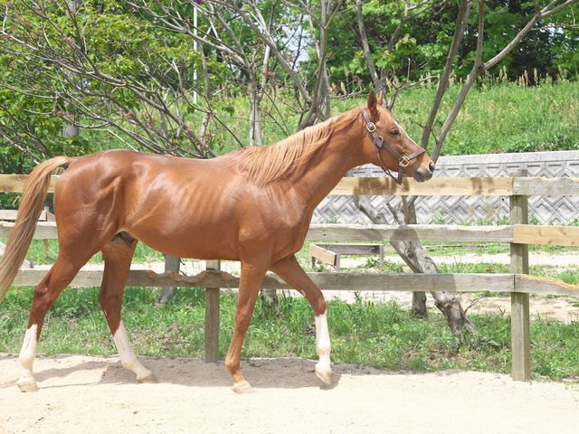 有名な元競走馬に会えます_大山乗馬センター