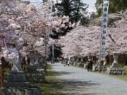 馬陵公園の桜の写真1