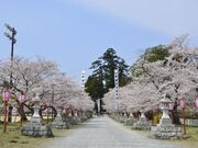 馬陵公園の桜の写真2