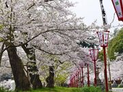 馬陵公園の桜の写真3
