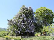 深山神社の大榧・大藤の写真1