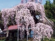横田陣屋御殿桜の写真1
