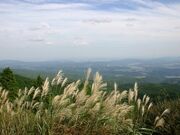 青山高原のすすきの写真1