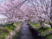 虚空蔵谷川畔桜並木の写真1