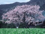 宝珠寺ヒメシダレザクラの写真1