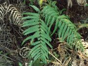 カネコシダの写真1