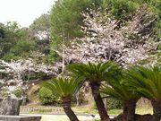 蛇ケ谷公園の桜の写真1