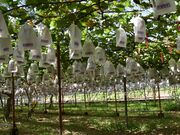 黒羽子観光農園の写真2