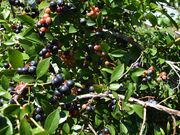 黒羽子観光農園の写真3