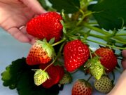 黒羽子観光農園の写真4