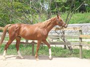 大山乗馬センターの写真3