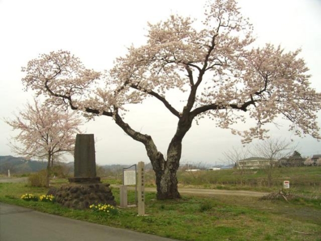 桜樹碑の写真1