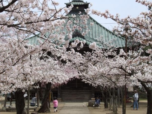 薬師堂の桜_薬師堂の桜