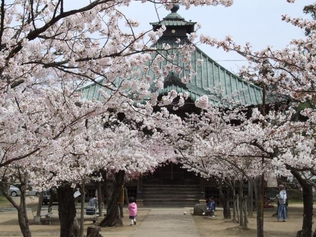 薬師堂の桜