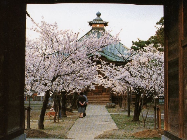 薬師堂の桜
