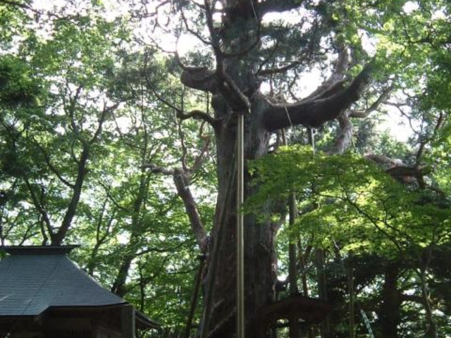 木幡の大スギの写真1