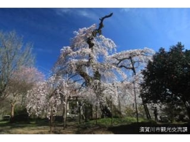 護真寺の桜の写真1