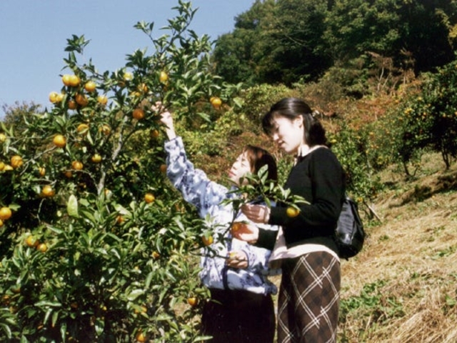 みかん園の写真1