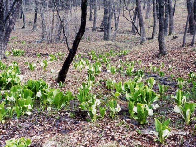 嶺公園の水芭蕉の写真1