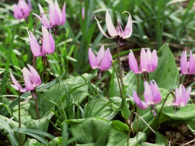 丸山薬師のカタクリ群生地の写真1