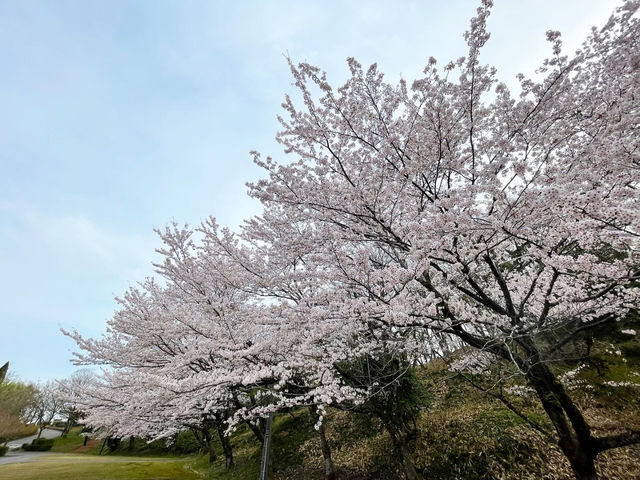 春_石川県森林公園