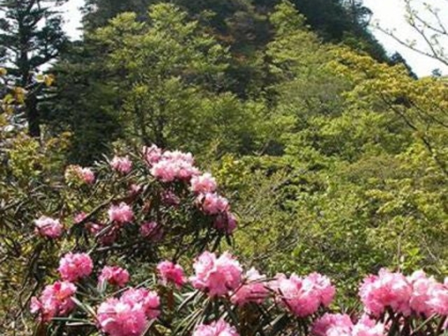 稲村ケ岳のシャクナゲ