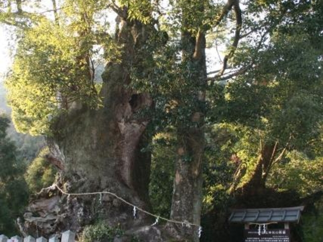 信太神社のクスの木の写真1