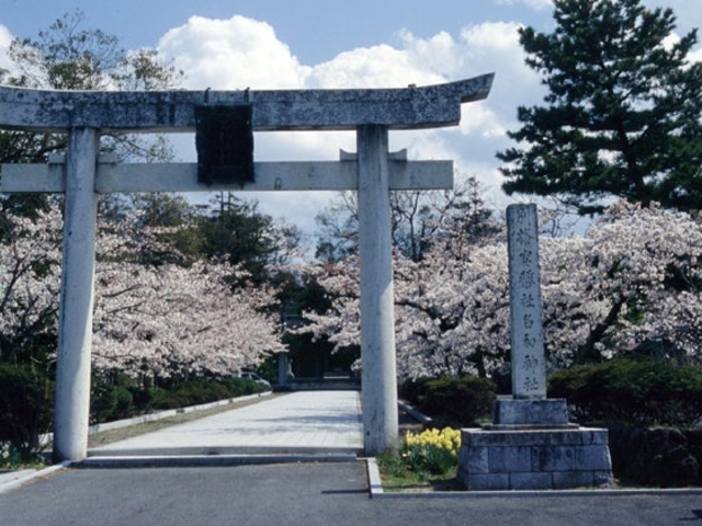 名和神社の桜
