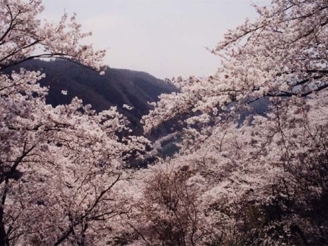 三休山の桜の写真1
