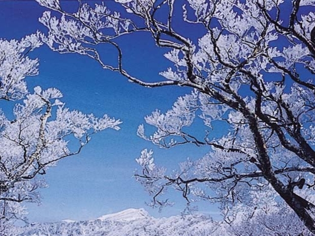 石鎚山の霧氷の写真1