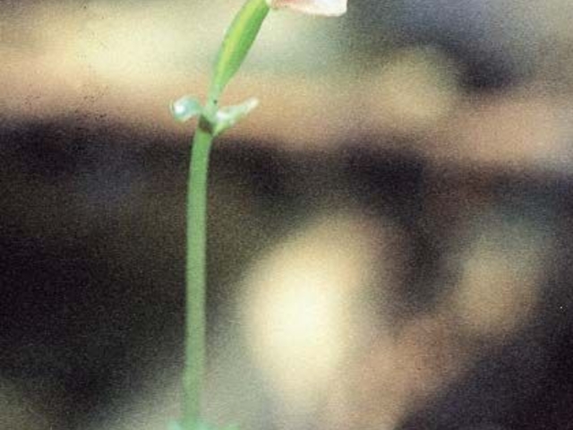 コオロギランの写真1