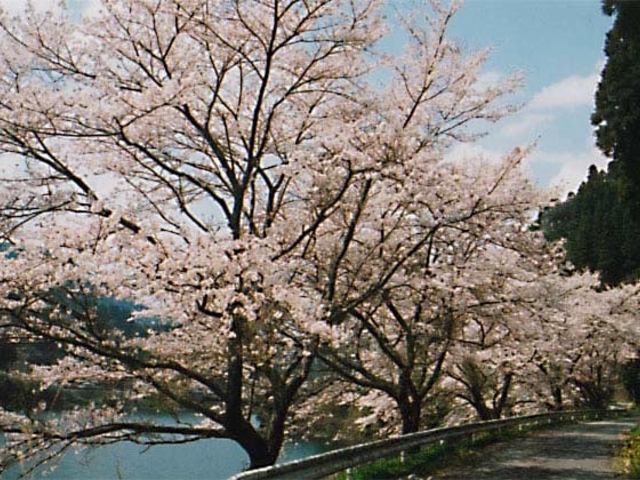 日向神ダムの桜_日向神ダムの千本桜