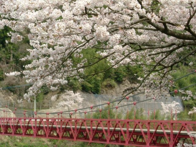 日向神ダムの桜_日向神ダムの千本桜