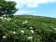 五葉山のシャクナゲの写真2